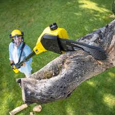 Why Choose Our Tree Removal Services in Tualatin, OR?