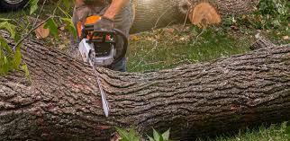 Best Tree Removal  in Tualatin, OR