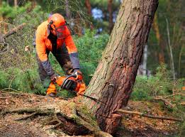 Trusted Tualatin, OR  Tree Services Experts