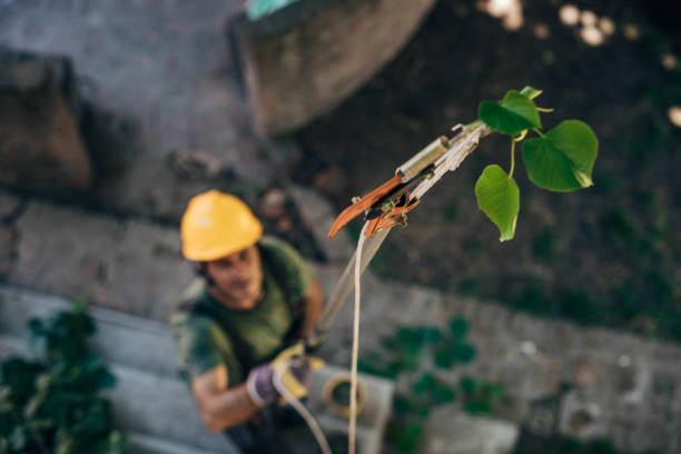 Best Palm Tree Trimming  in Tualatin, OR