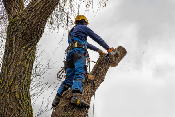 Best Tree Health Inspection  in Tualatin, OR